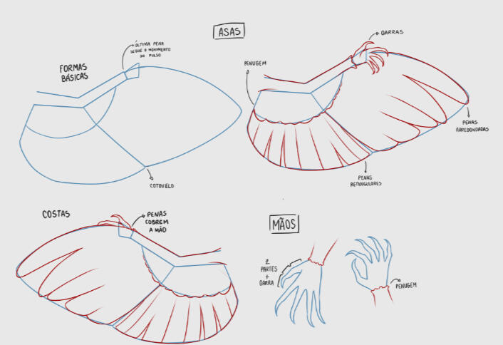 Carcará Wings Studies